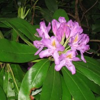 Rhododendron